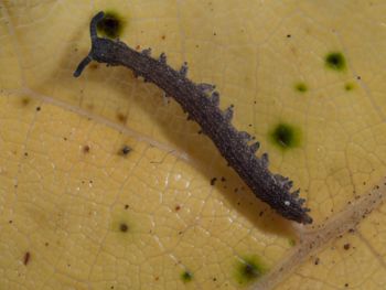 Media type: image; Invertebrate Zoology 152095